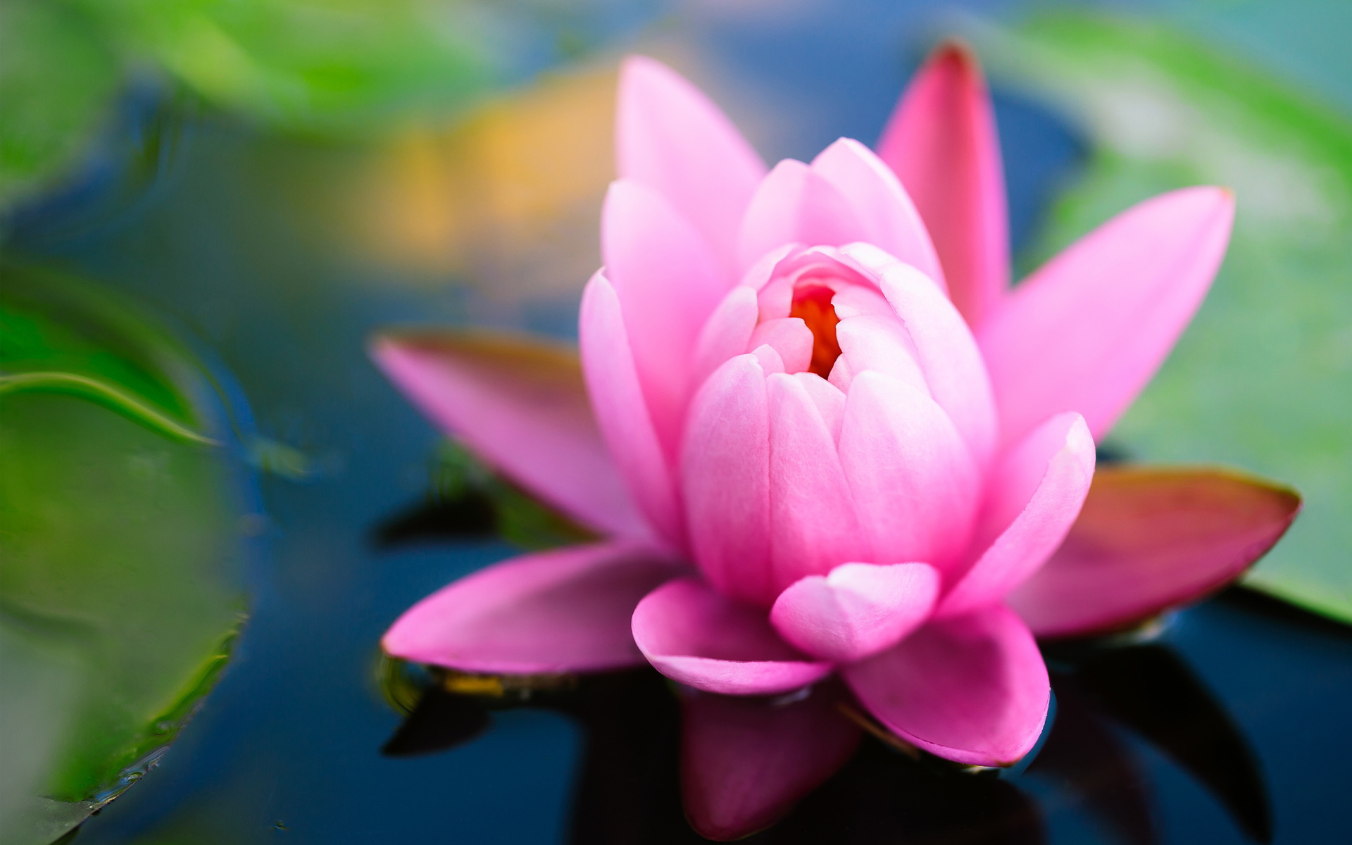 Pink water lily hd