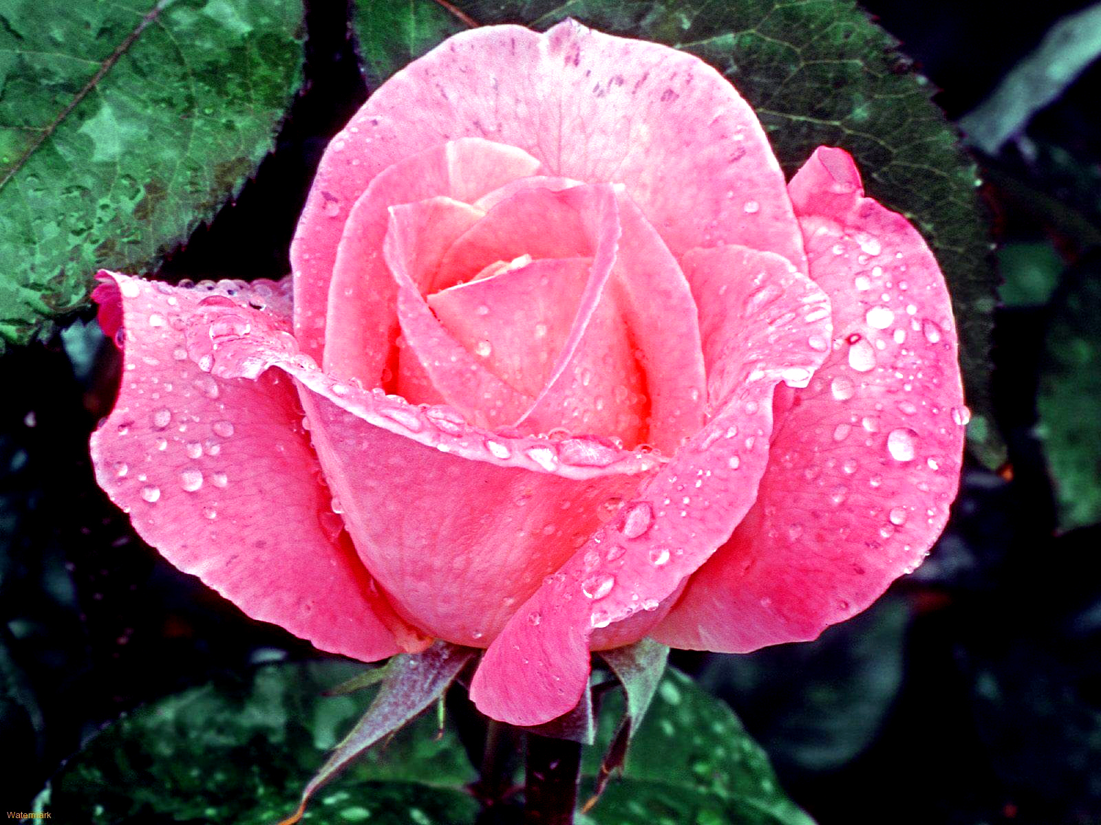 Pink wet flower