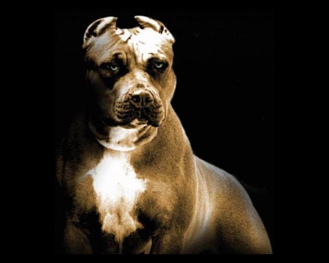 Pitbull dog pitbull wallpapers pictures new fresh images of pitbull dog free download