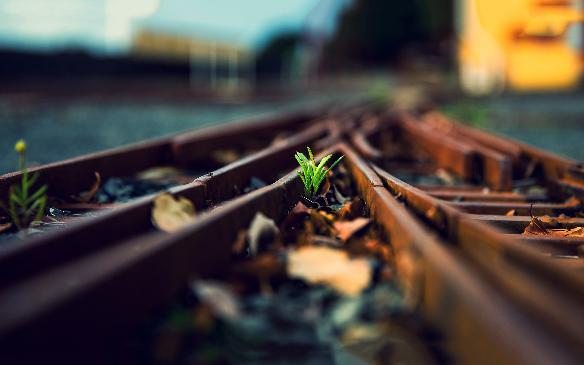 Plant railway rails