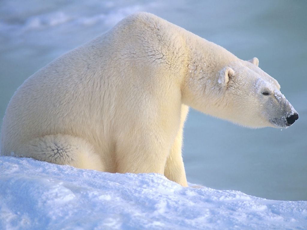 Polar Bear pictures from Gallery 2