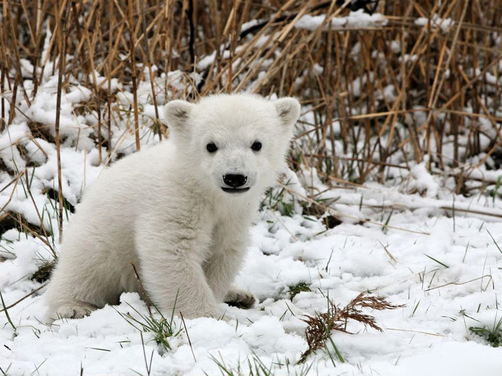 Polar Bear Baby