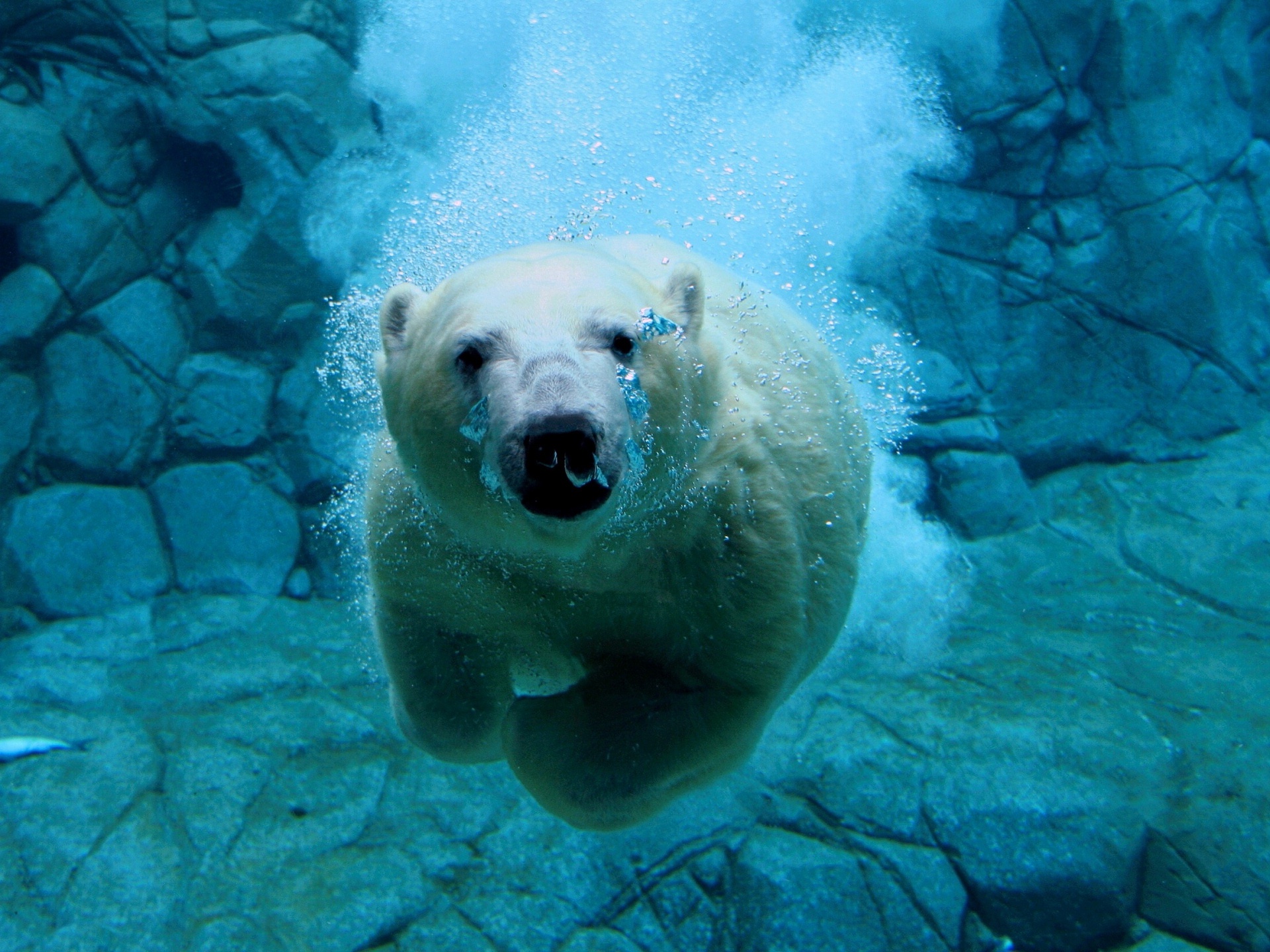 Underwater Swimming Polar Bear (click to view)
