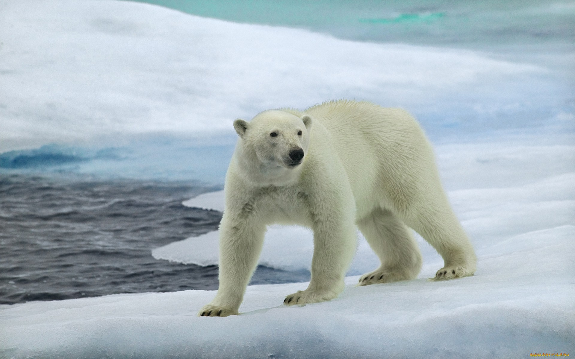 View And Download Cool Polar Bear Wallpaper ...