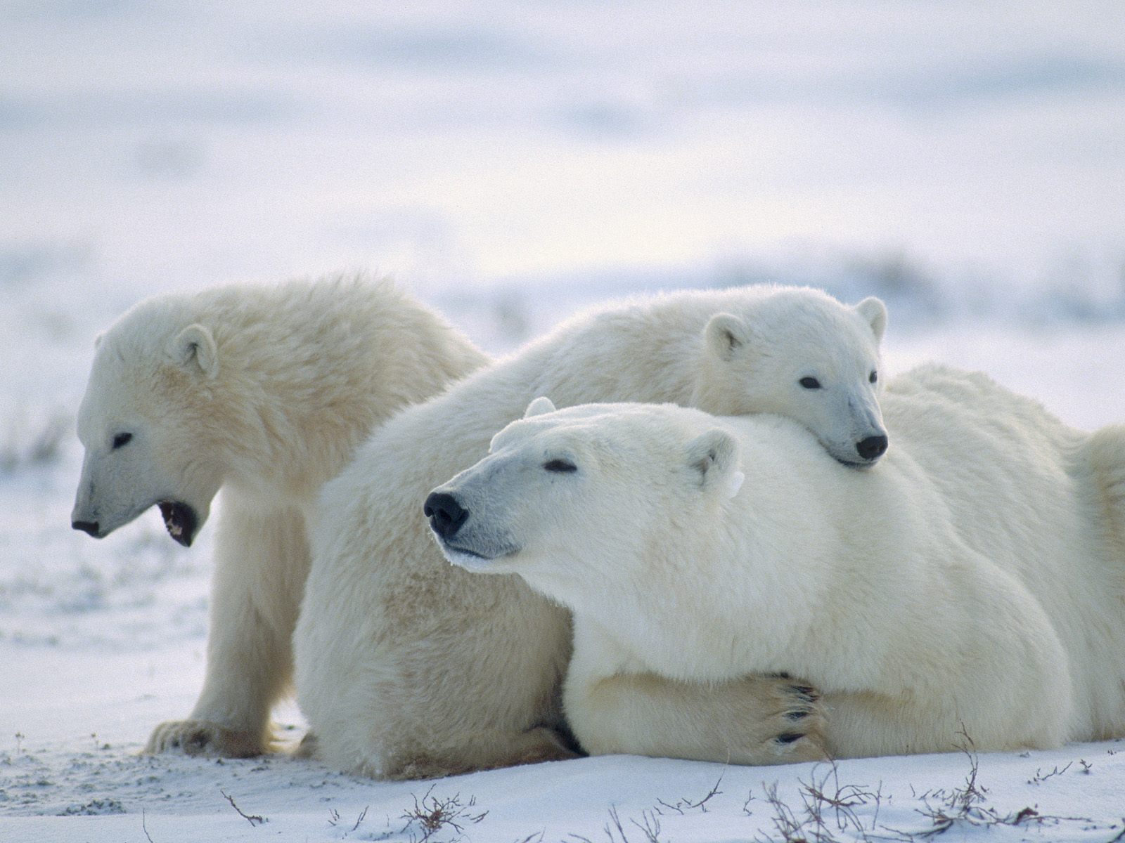 Adorable Polar Bear Wallpaper ...