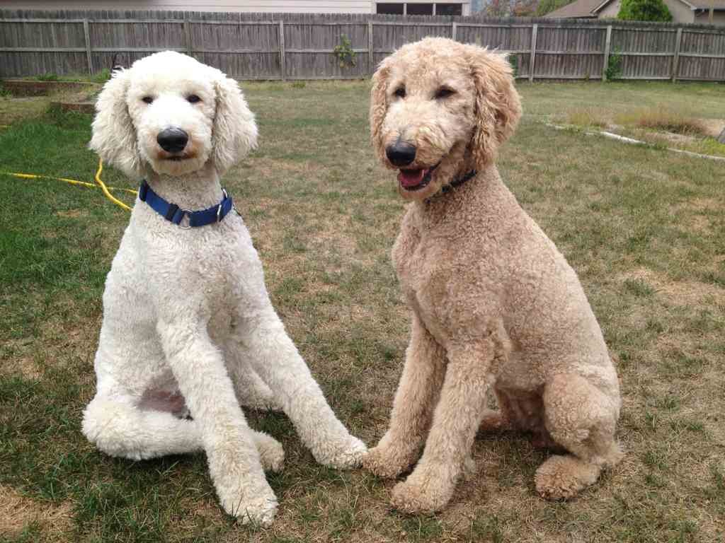 Do people call your apricot poodle BROWN?"the brown one there.