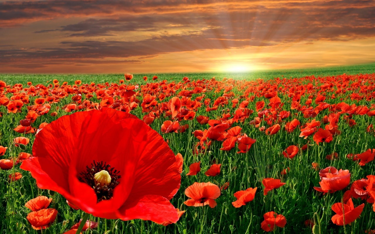 The Poppy Flower And It's Significance To Memorial Day