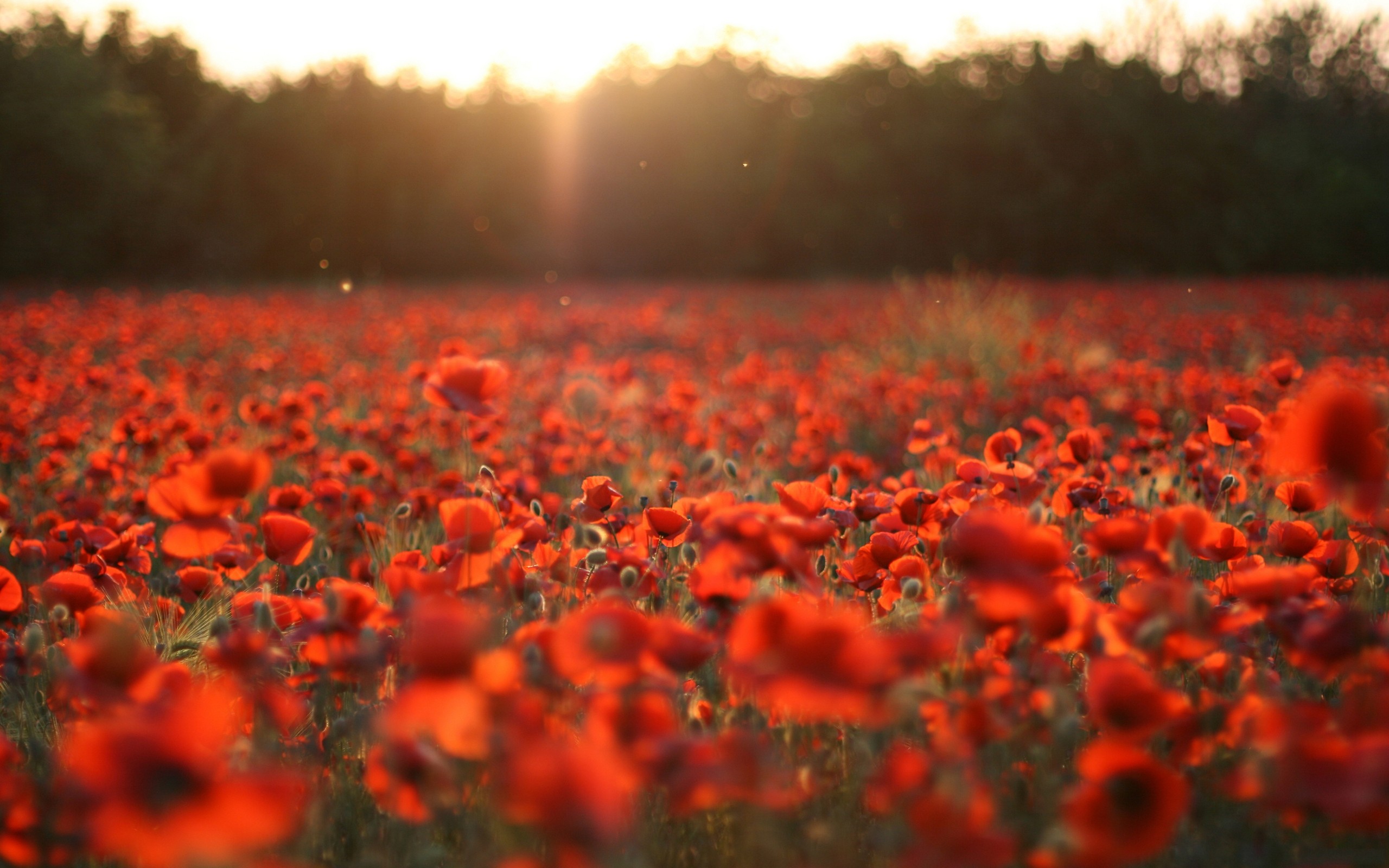 Flowers nature poppies red flowers sunset 2560x1600