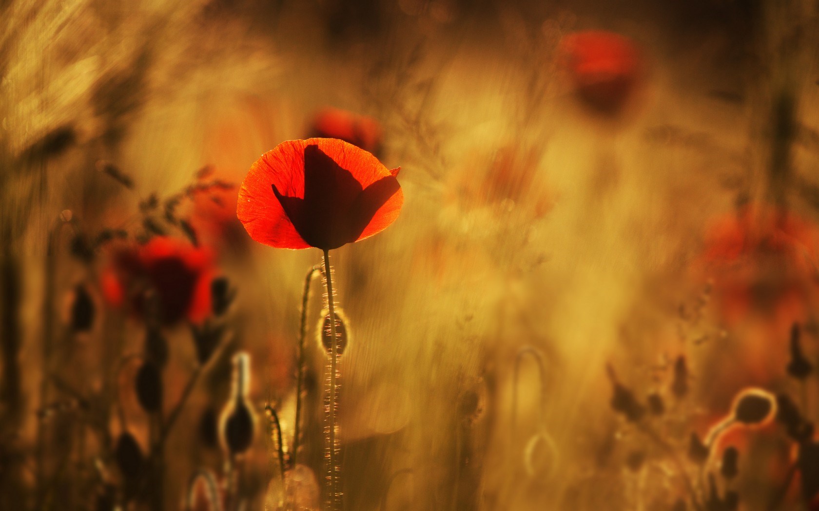 Poppies Red Flowers Field Nature