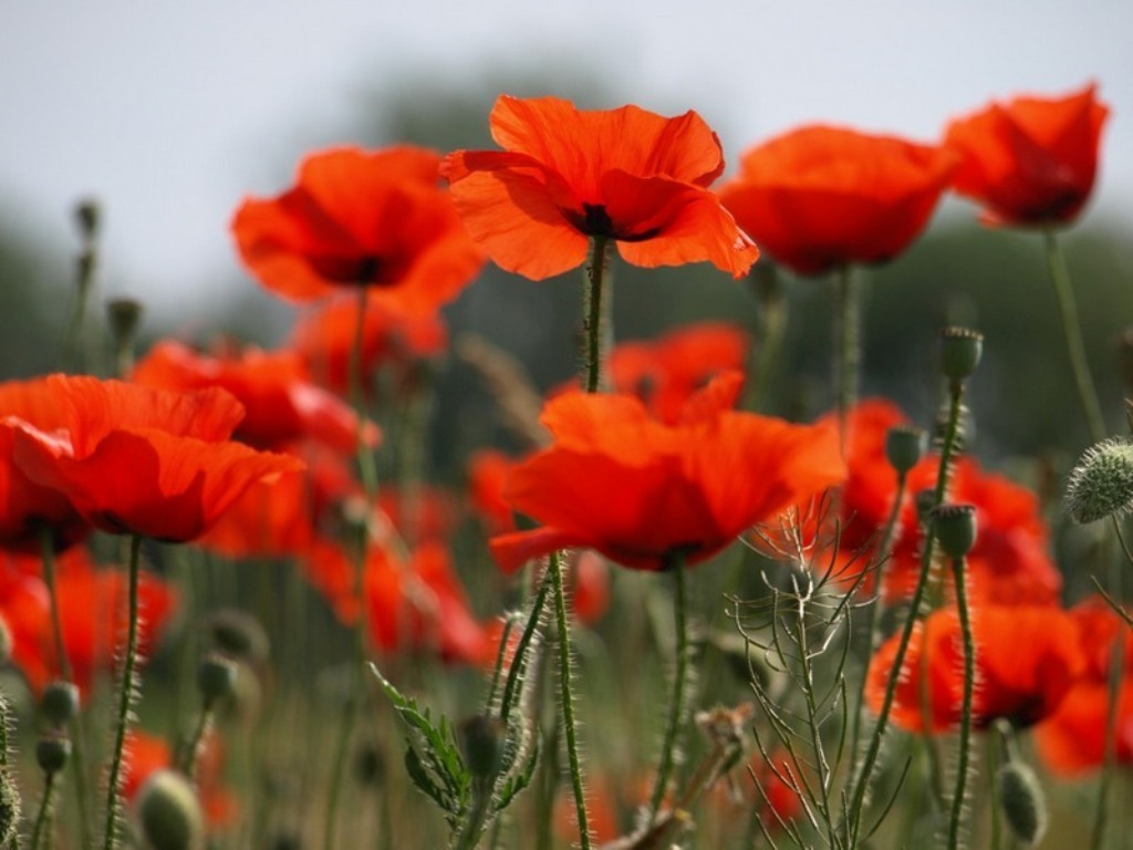 Poppy Flower Images 37 HD Wallpapers