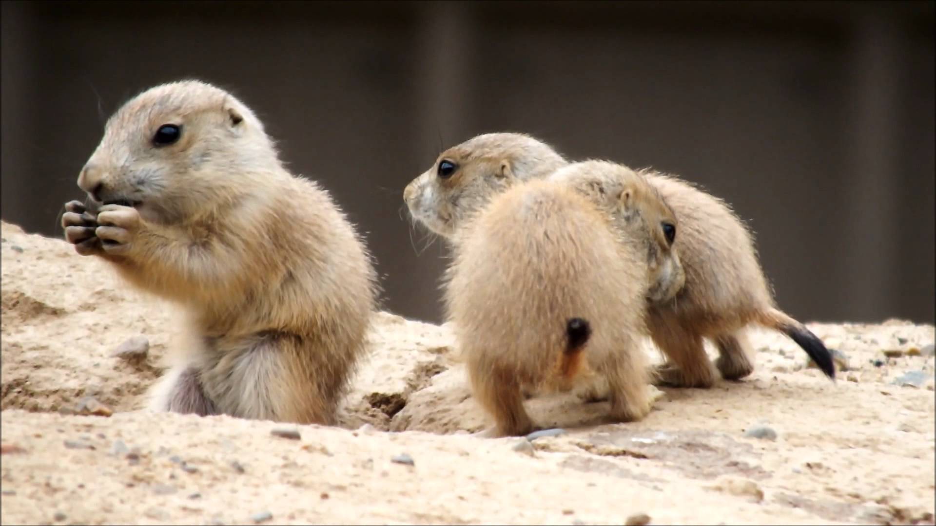 Prairie Dog