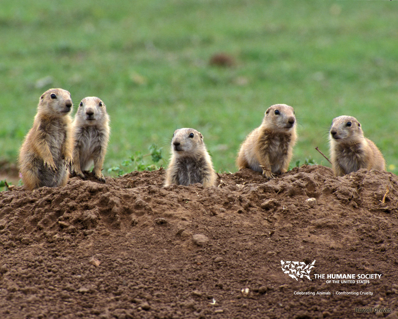 PHOTO GALLERY. All; COYOTES; GUESTS; HUNTS; PHOTOGRAPHY; PRAIRIE DOGS
