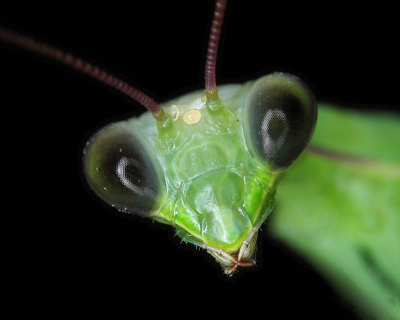 Praying Mantis Wallpaper 1280x1024 3783