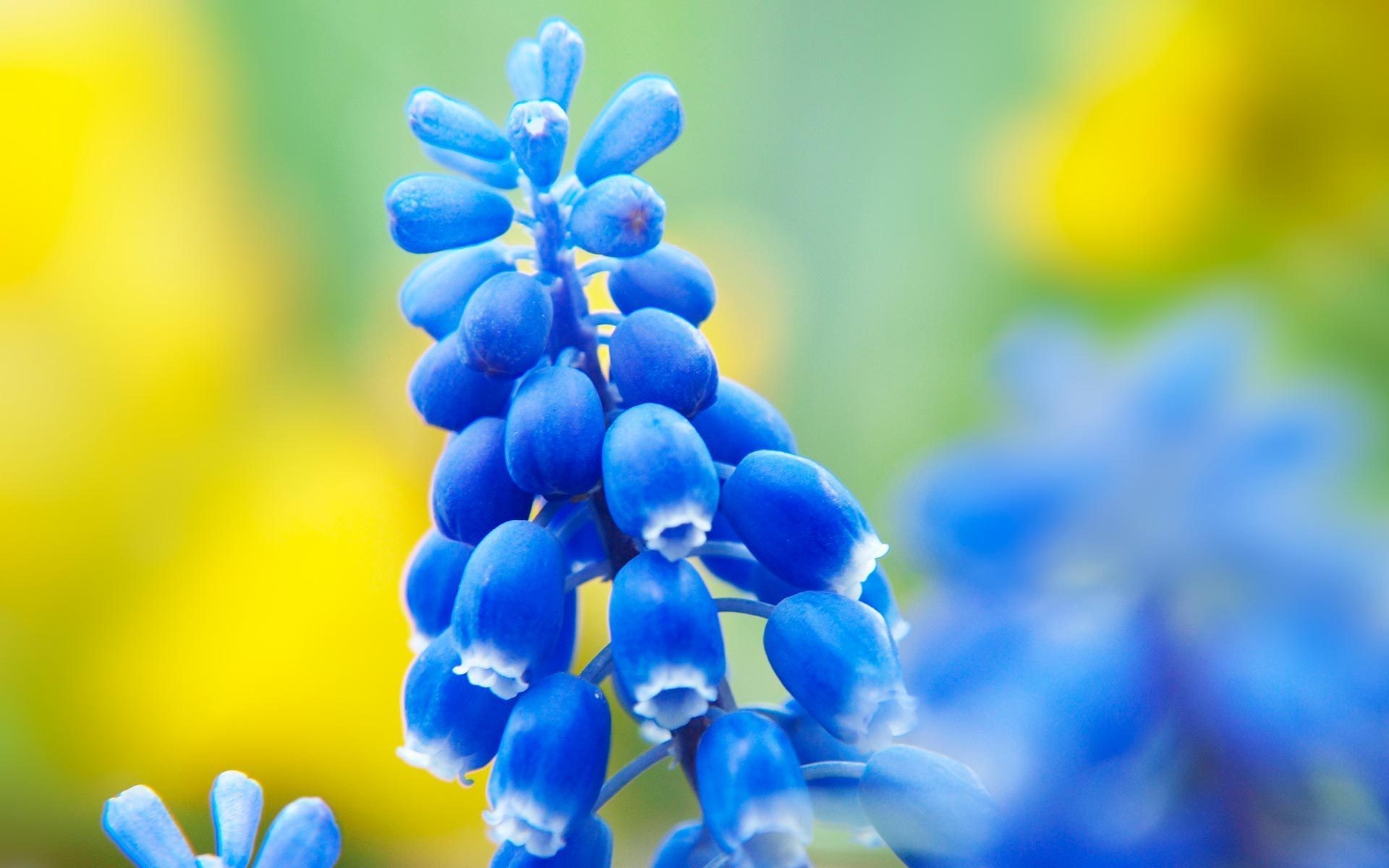 Pretty Blue Flower Wallpaper