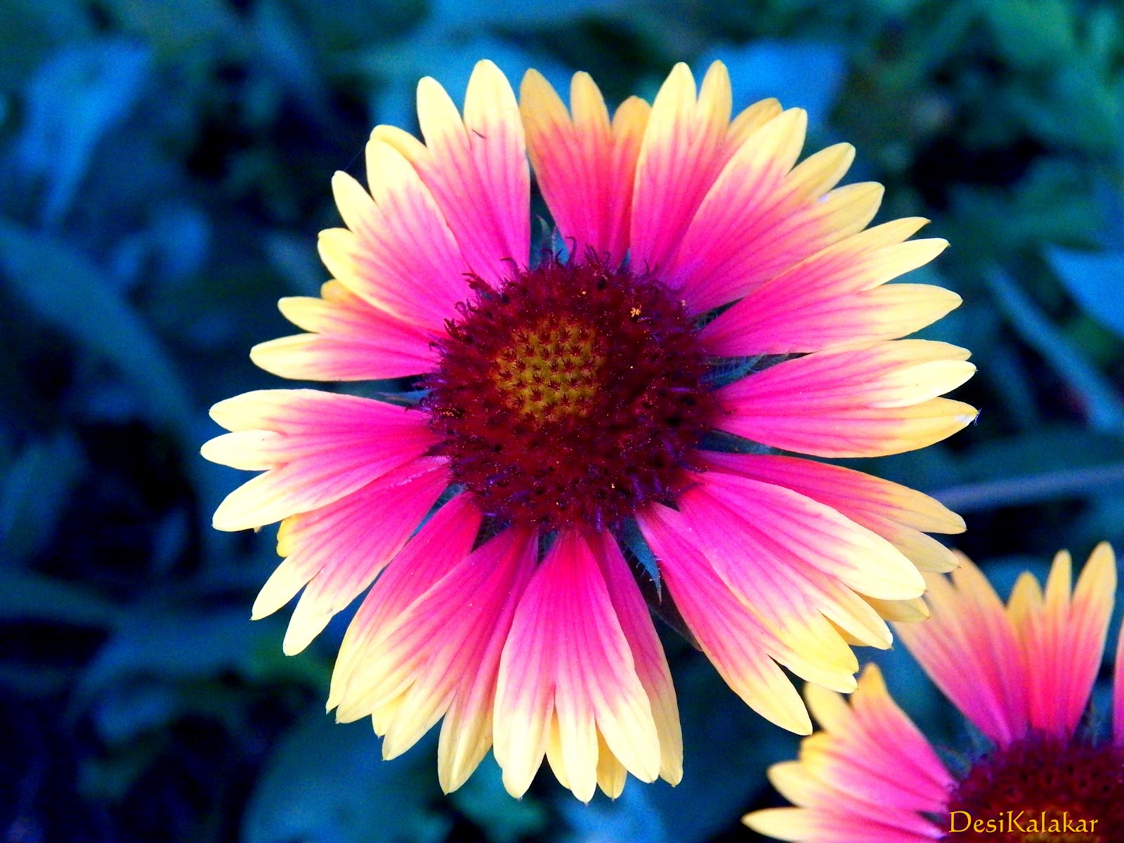 Pretty nicole's leaked video