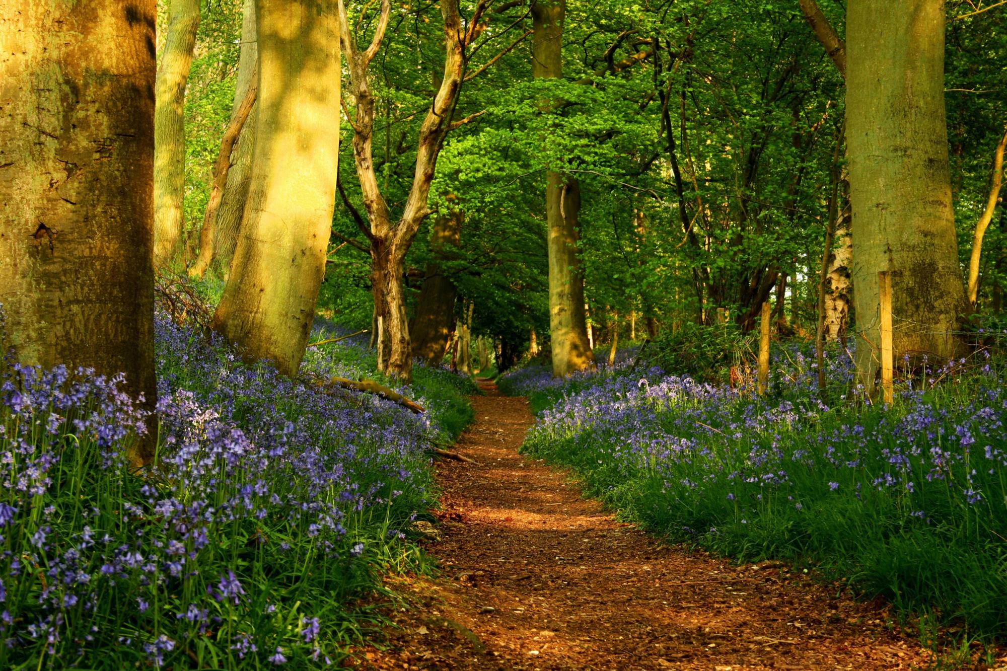Pretty Forest Path