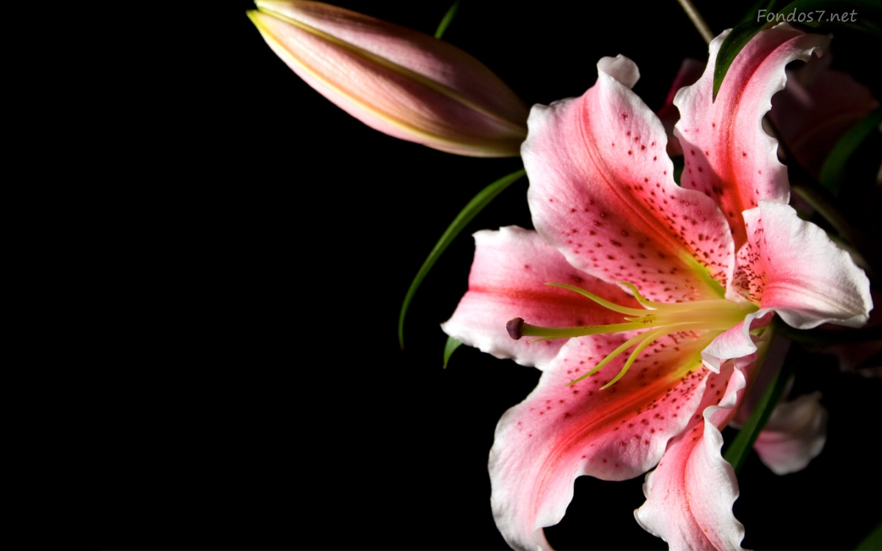 Pretty Lily Flower
