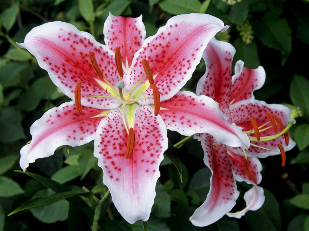 Pretty Lily Flowers