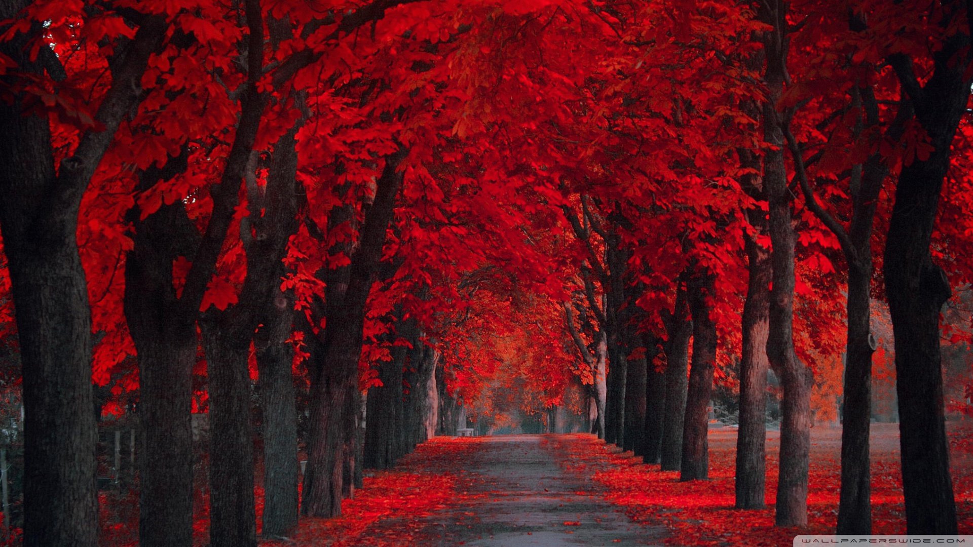 Wallpaper extremly red leaves autumn 1920 x 1080 full hd