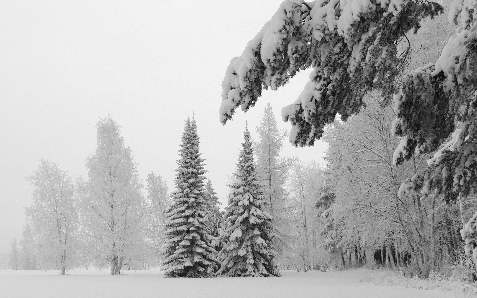 Pretty Snow Pine Wallpaper