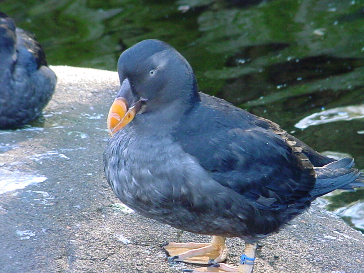 Adult in winter plumage