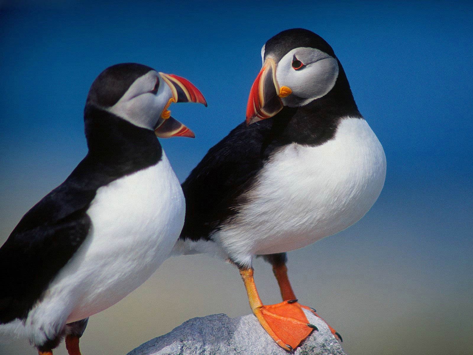 free Puffin wallpaper wallpapers download
