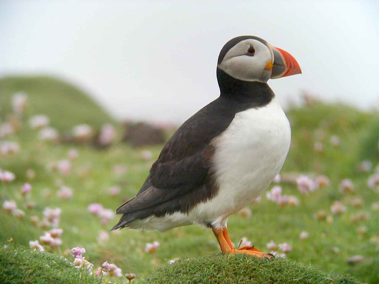 Puffin Pictures