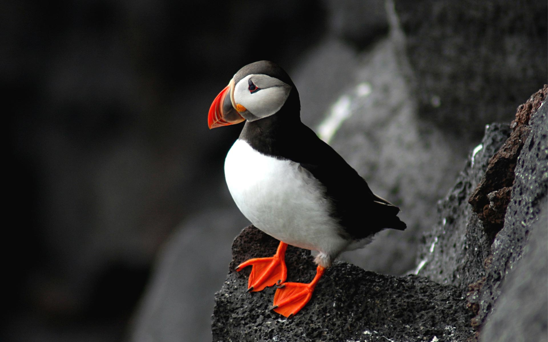 Puffin Wallpapers; Puffin; Puffin ...