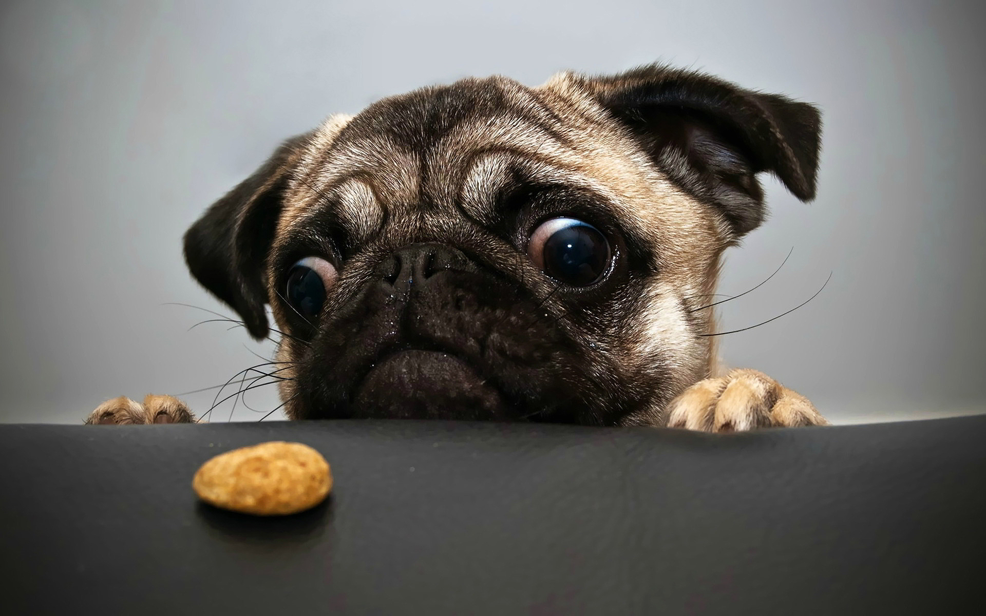 Pug Cookie