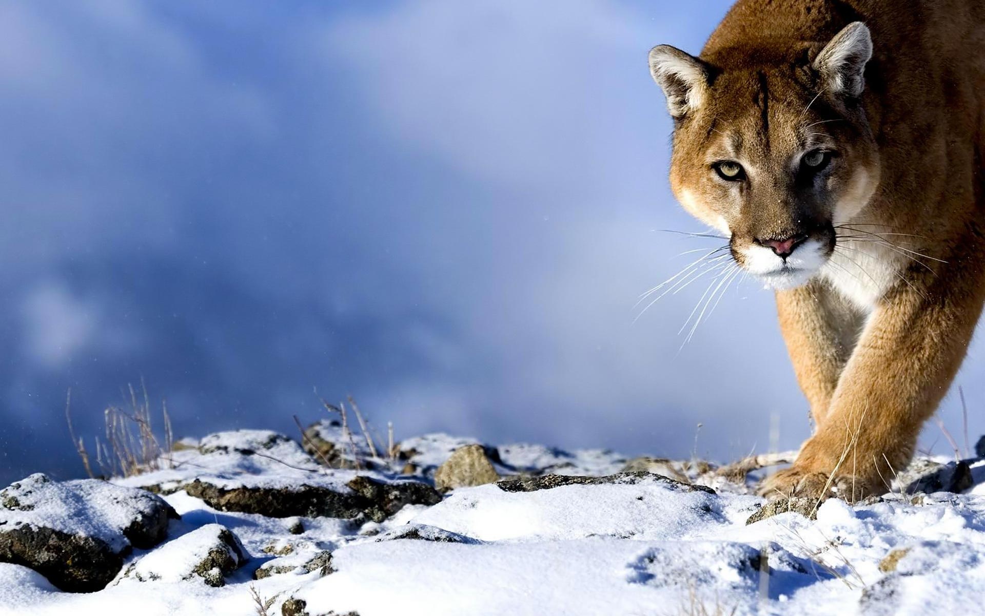 Puma cougar winter