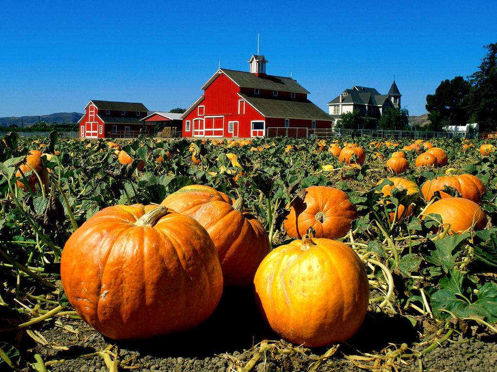 When growing pumpkins there are so many different ways to use the celebrated fall holidays to provide a fun environment for the surrounding community and is ...