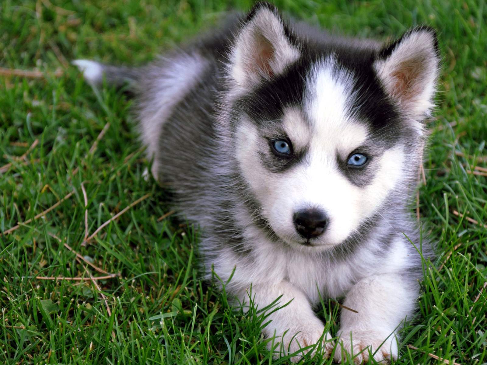 ... Cute Siberian Husky Puppy ...