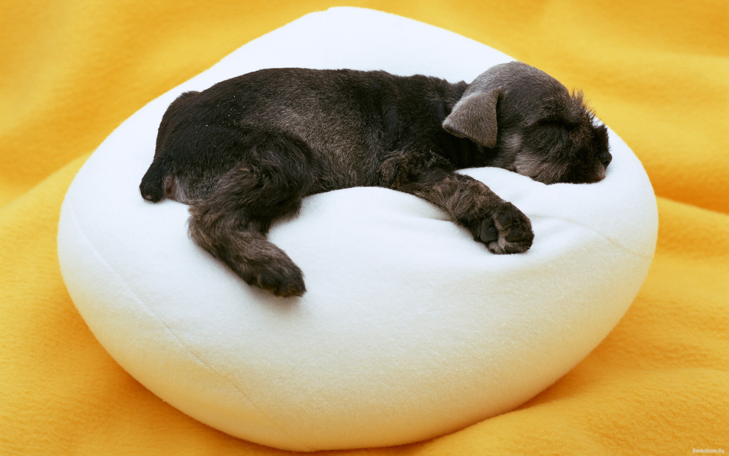 Puppy sleep pillow