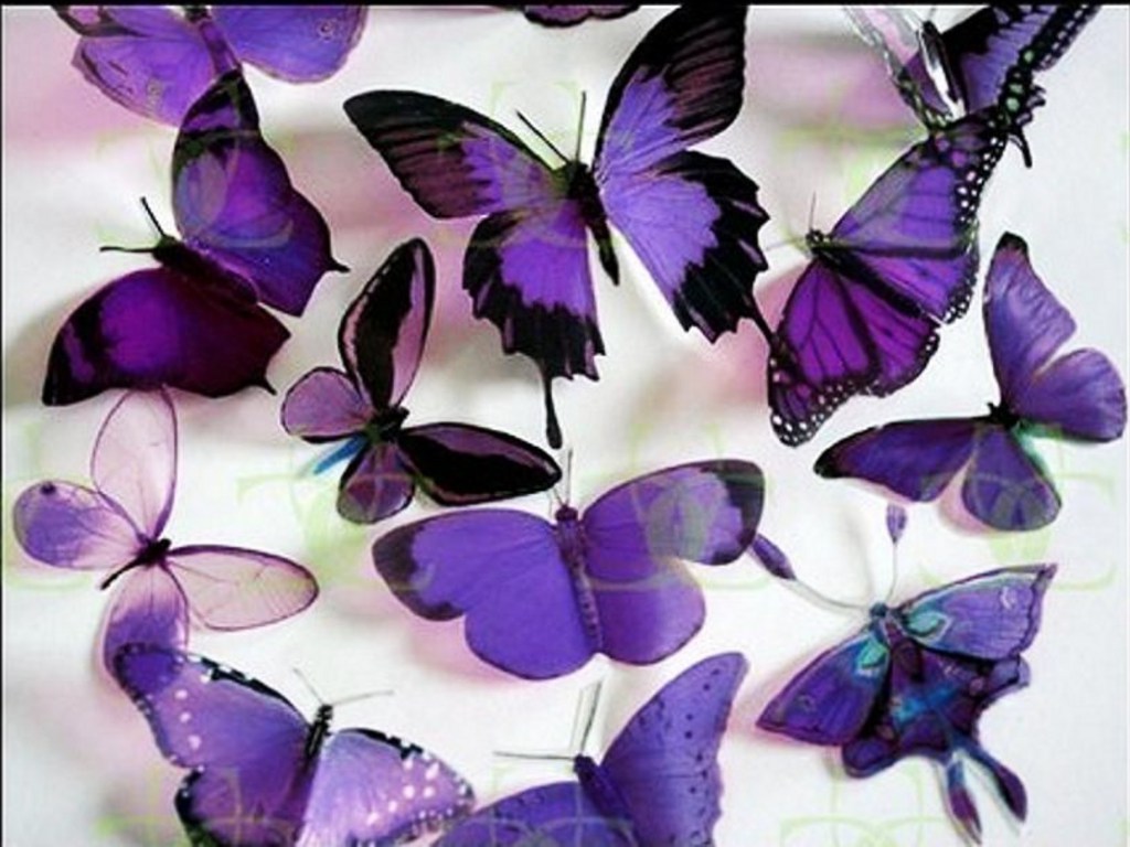 Butterflies Purple Butterflies