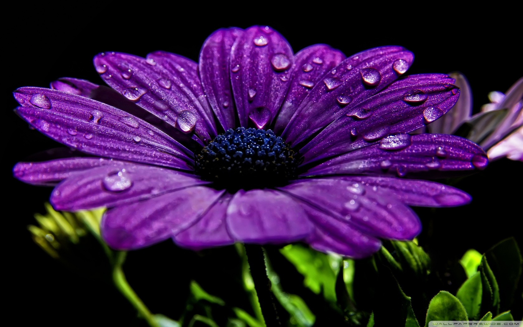 Purple Daisy 22197 1920x1080 px