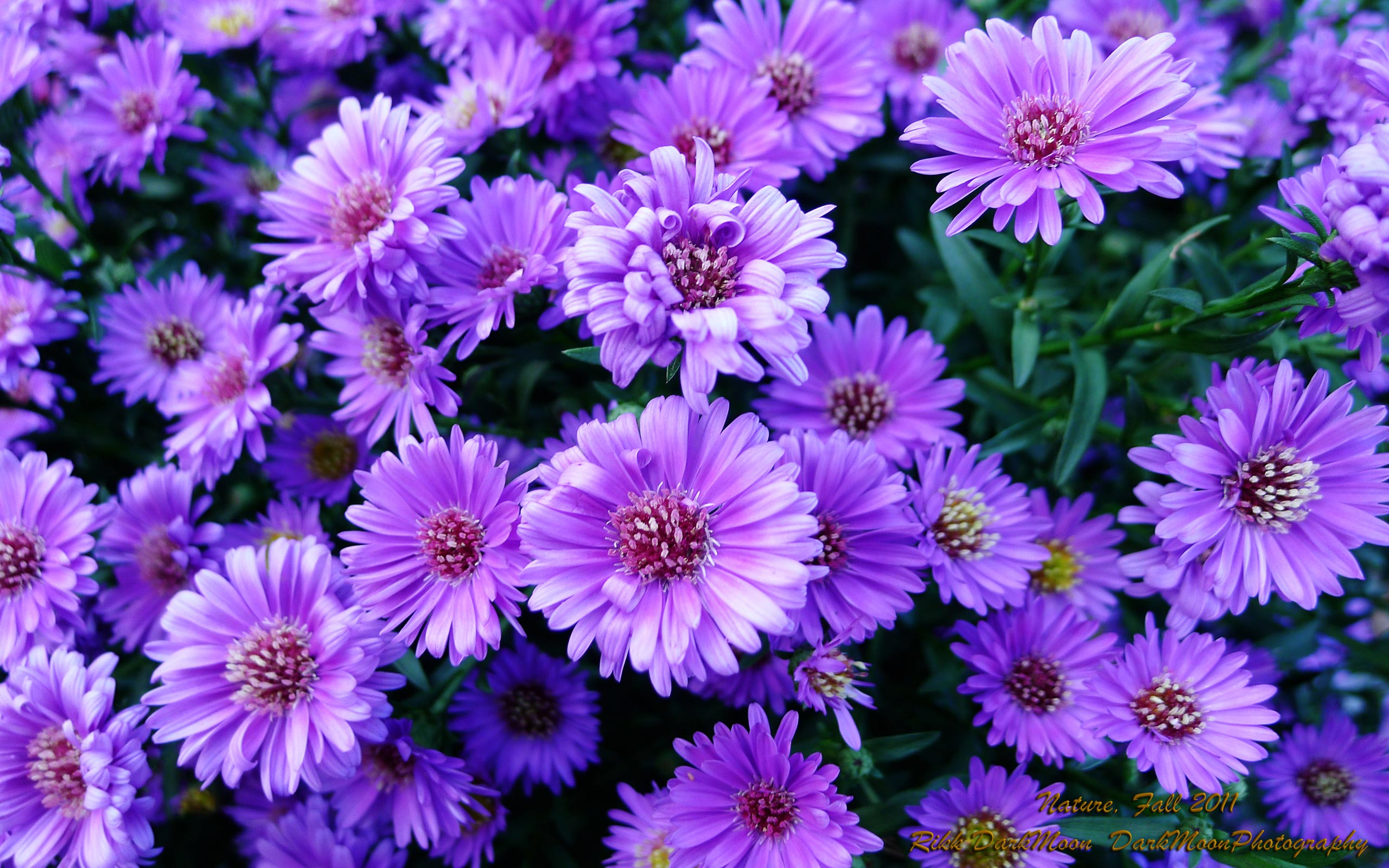 Purple Flower Images 9 HD Wallpapers