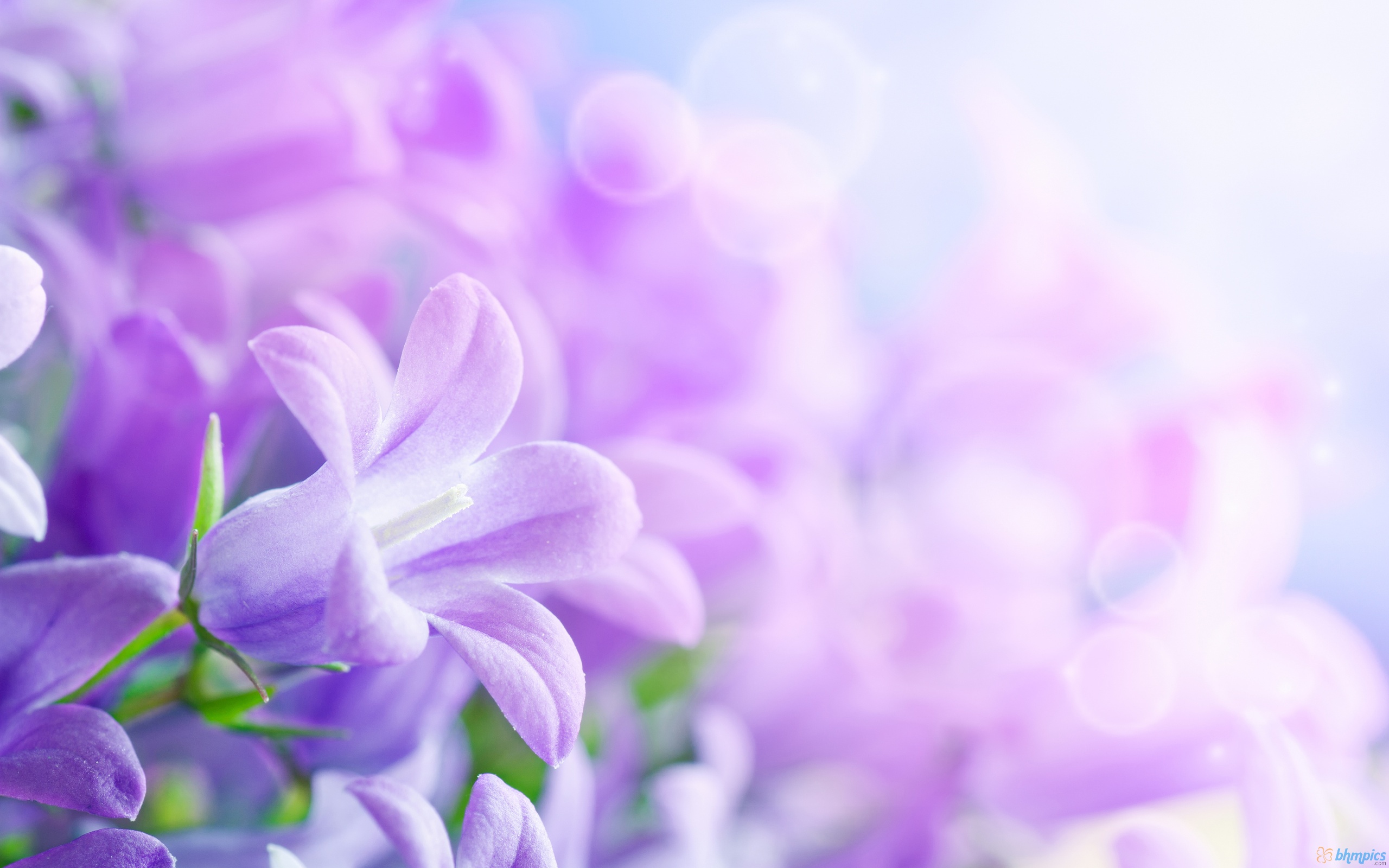 Purple Flower Bckgrounds