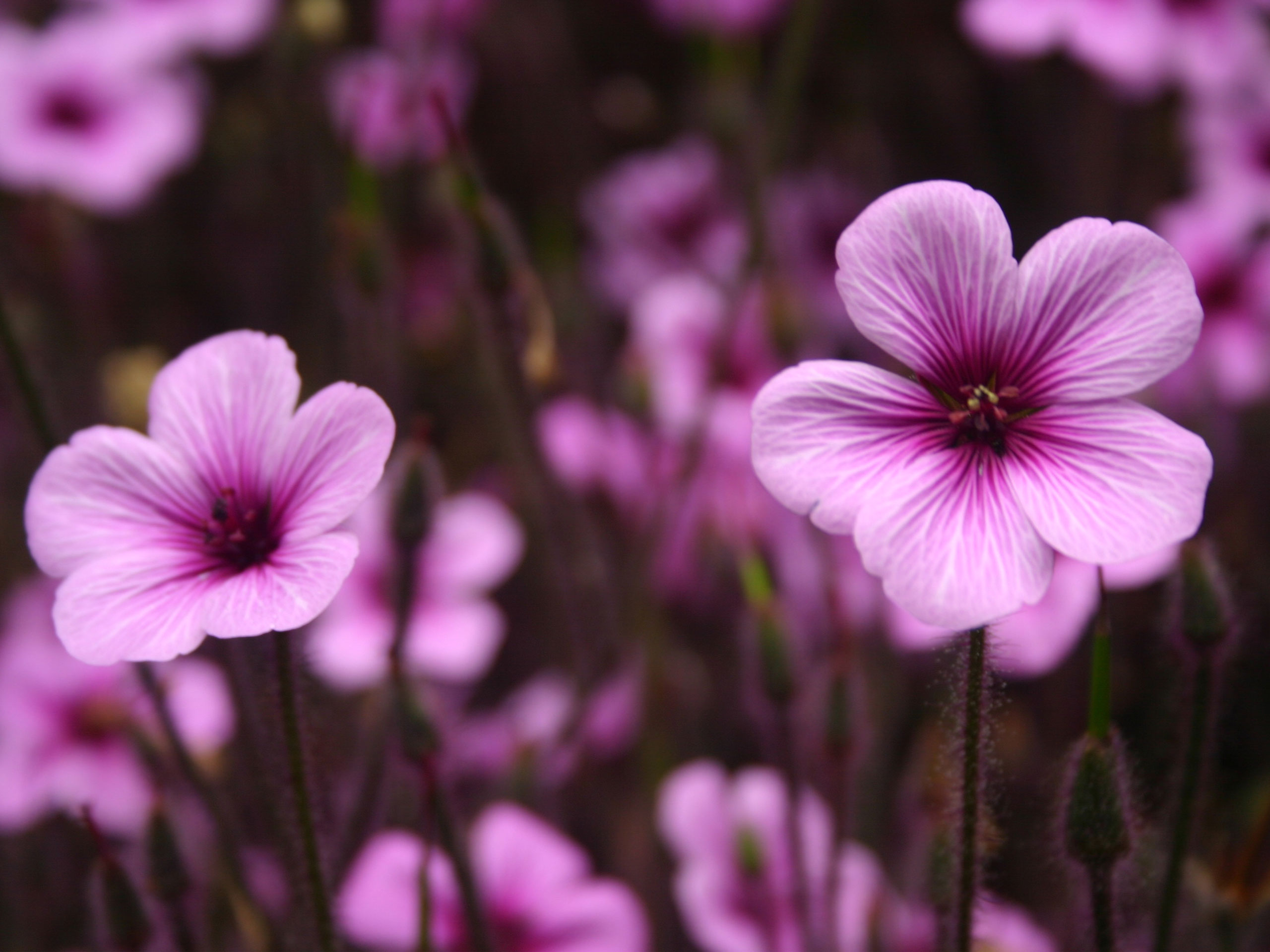 Purple Flower HD