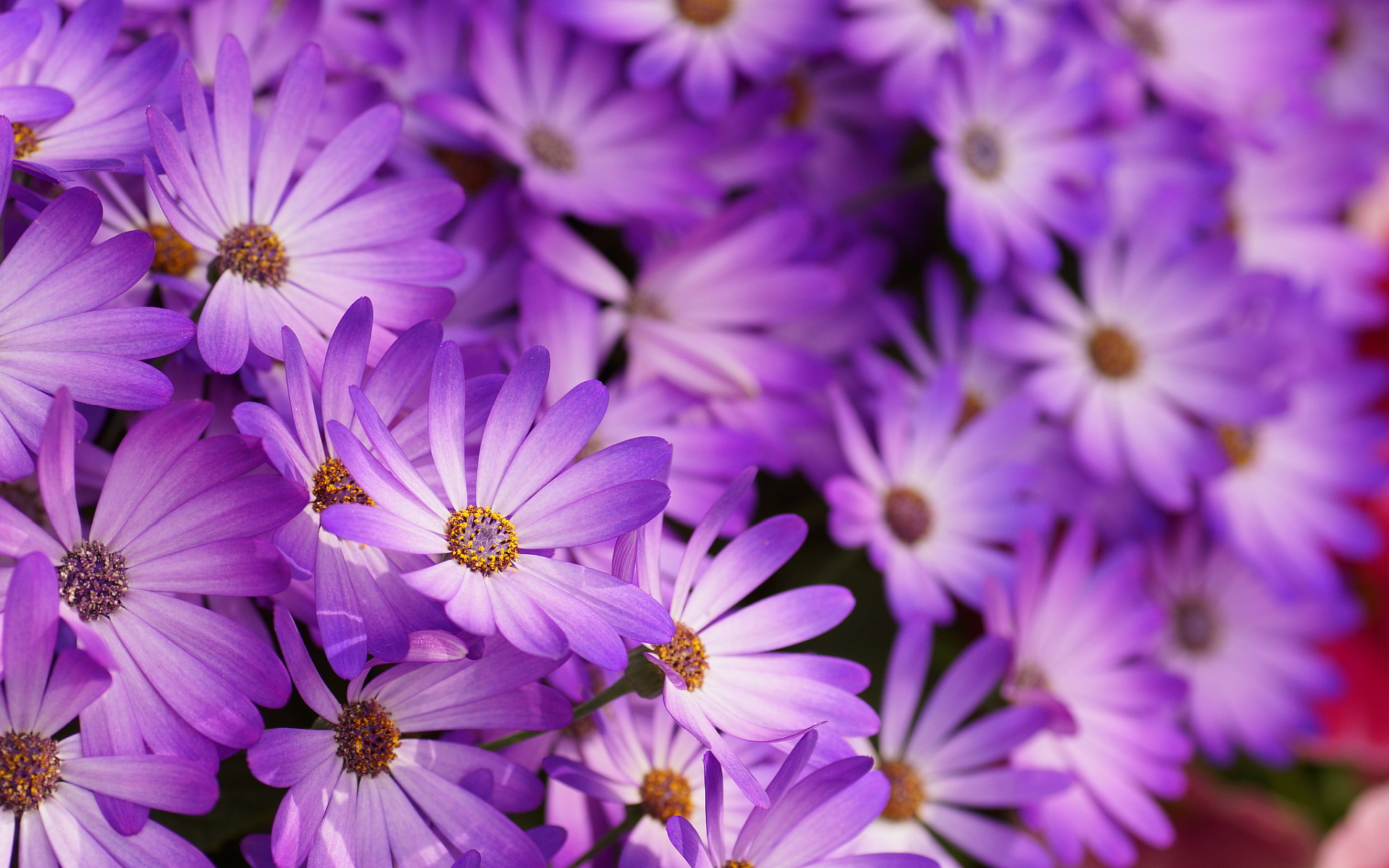 Purple flowers hd