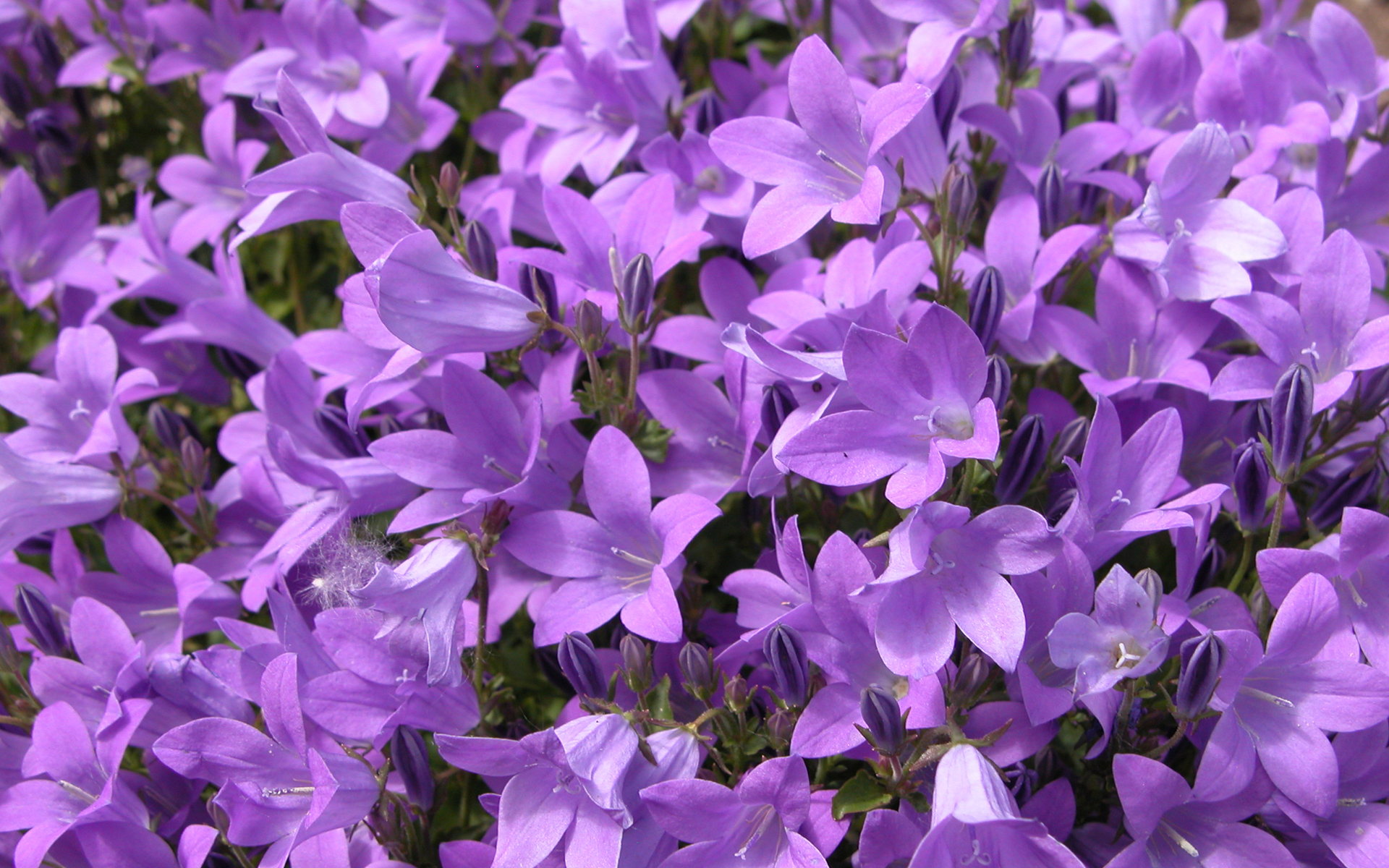 Purple Flowers 96