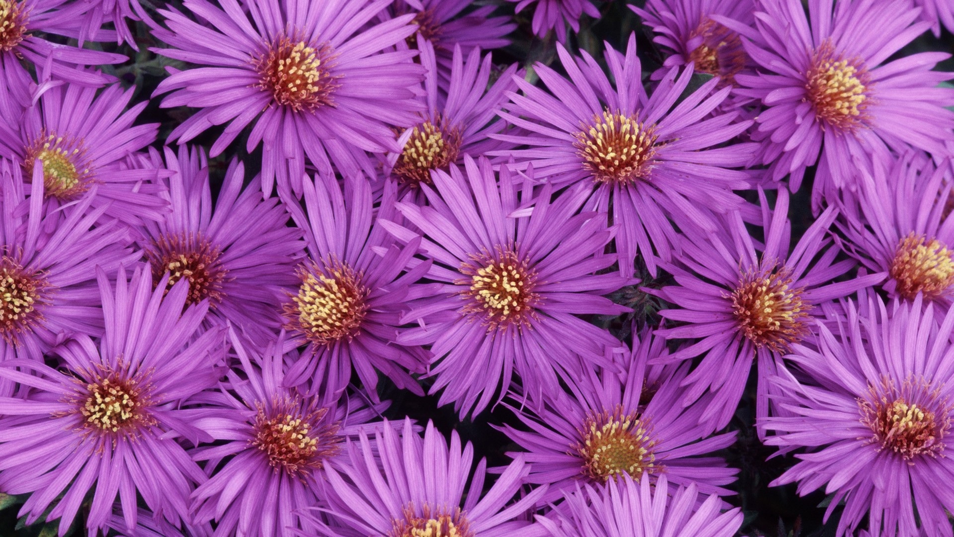 Purple Flowers · Purple Flowers · Purple Flowers ...