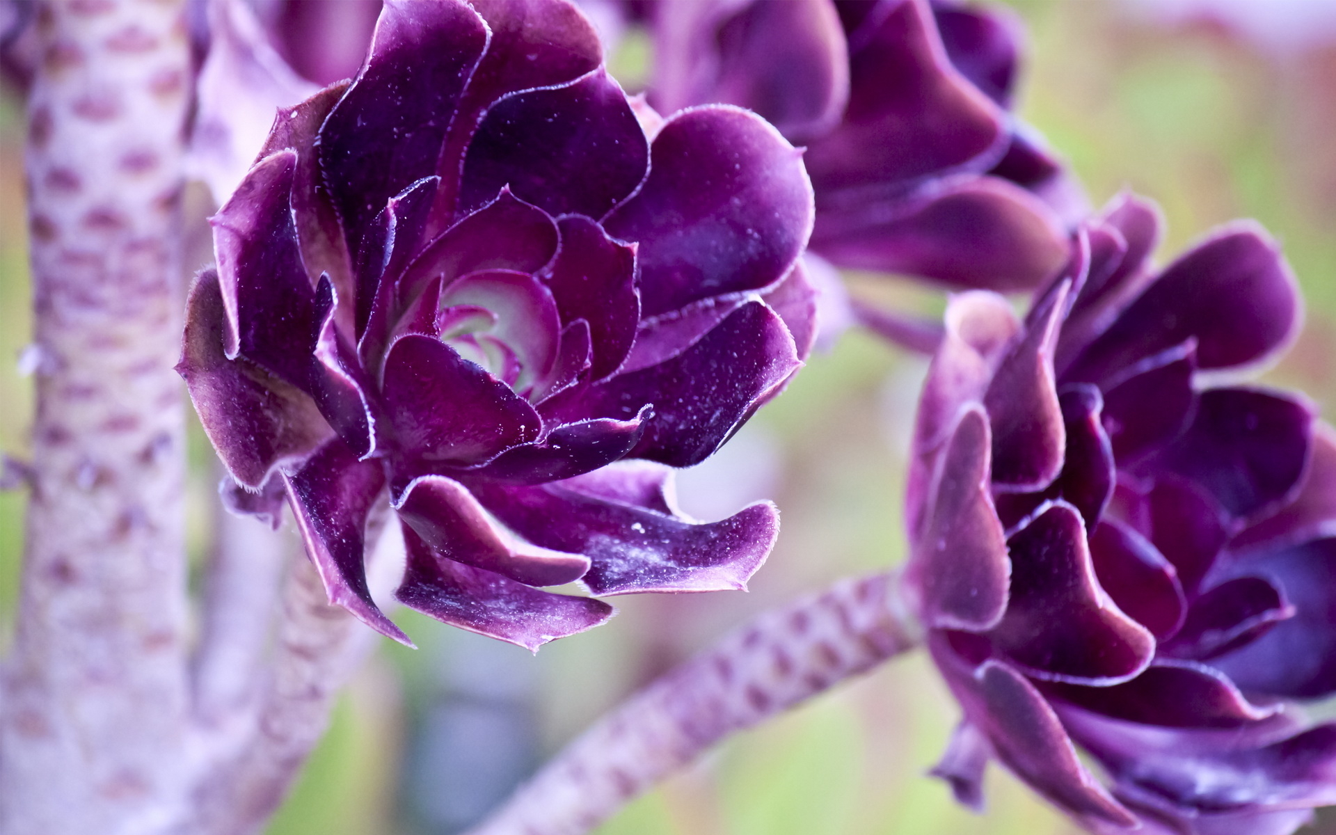 ... Purple Flowers Wallpaper ...