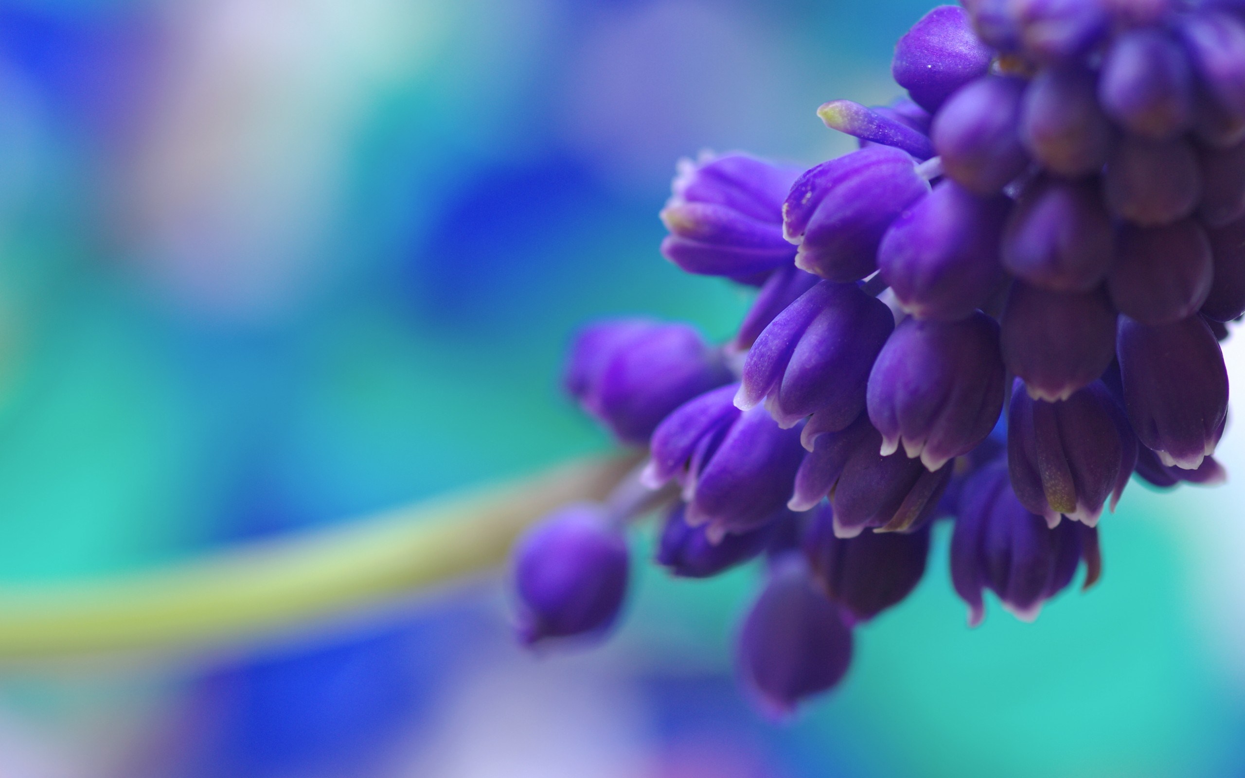 Purple Flowers wallpaper | 2560x1600 | #38158