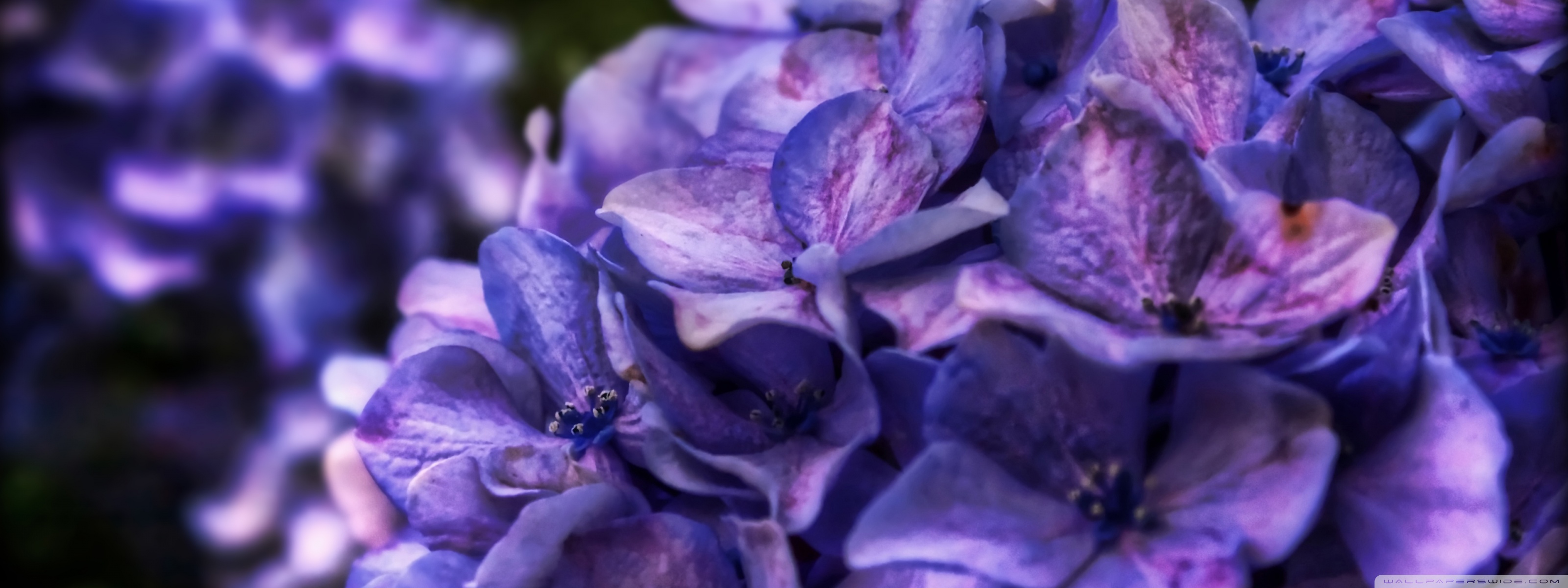 Purple Flowers HD