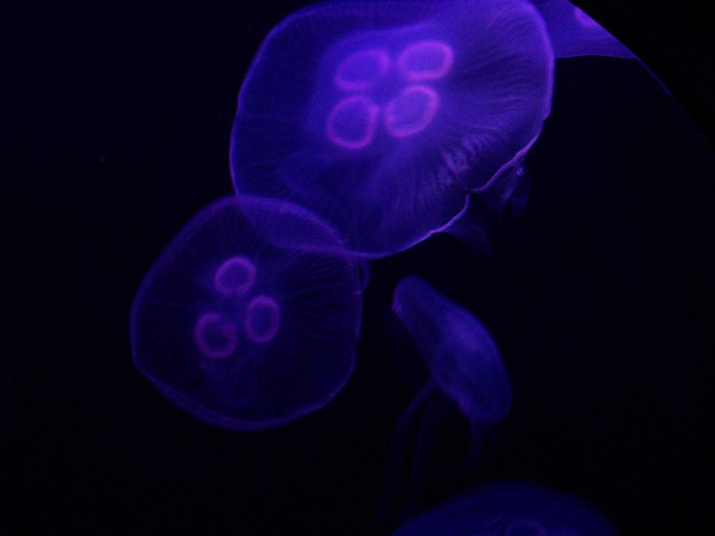 Deep purple jellyfish wallpaper HQ WALLPAPER - (#6075)