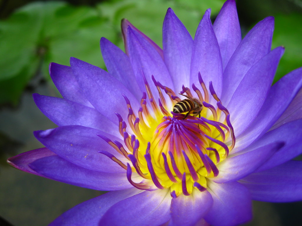 Purple Lotus by SaltyJac ...