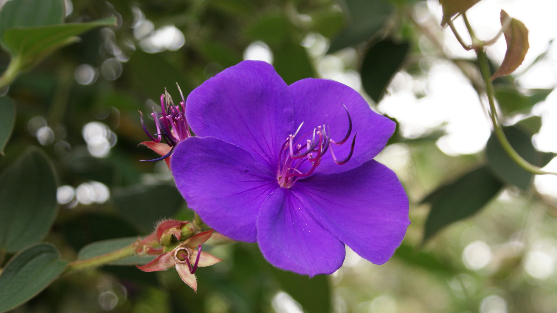 Blue tropical flower