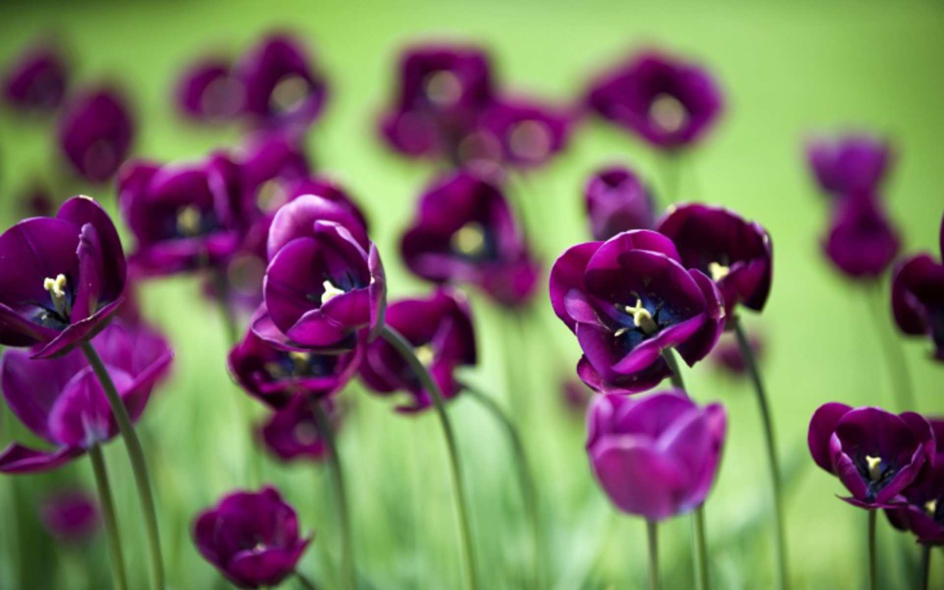 DOWNLOAD: purple tulips free picture 2560 x 1600