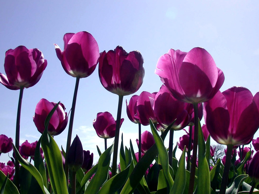 Purple Tulips 12727