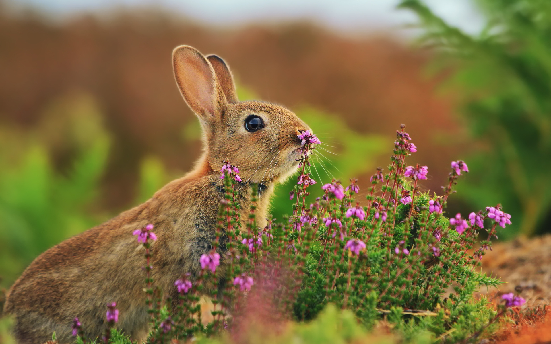 Rabbit nose flowers